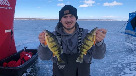 Ice Fishing Jumbo Perch On Lake Simcoe YouTube