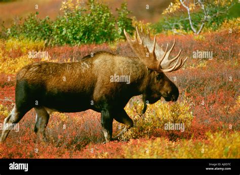 Alaska Bull Moose Walks Through Low Bushes With Their Autumn Colors