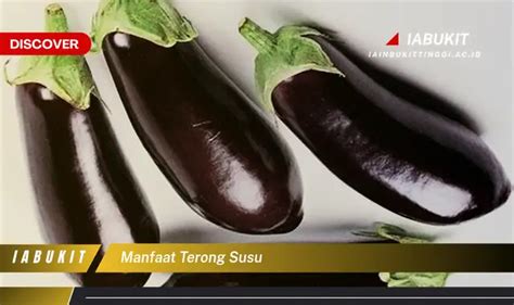 Temukan Manfaat Terong Susu Yang Wajib Kamu Intip Discover