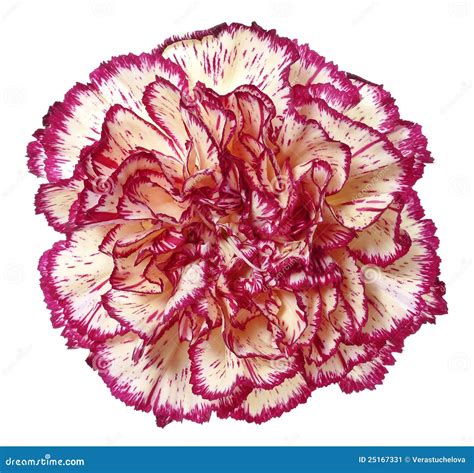 Close up carnation flower stock image. Image of color - 25167331