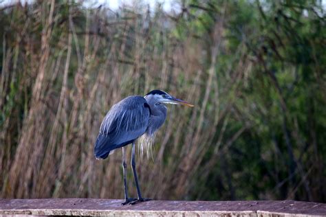 Great Blue Heron 2 Field Marks Large Gray Blue Heronwhit Flickr