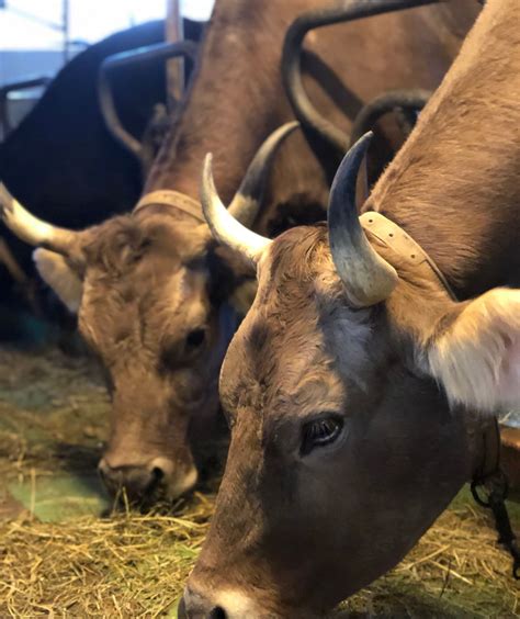 Up close with the animals on the organic farm | Switzerland Tourism