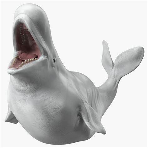 Beluga Whale Adult Playful Pose 3d Model 99 3ds Blend C4d Fbx