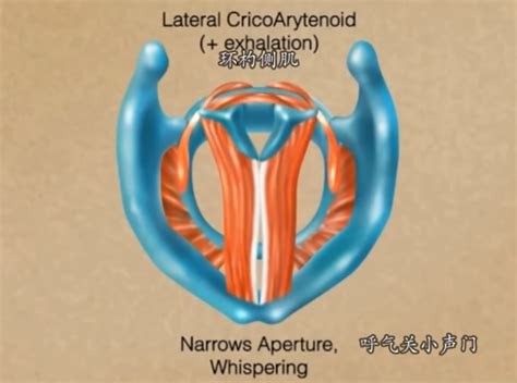 【习惯生理基础】喉部解剖与应用：声带、会厌、假声带、喉位、舌位、播音、高音 哔哩哔哩