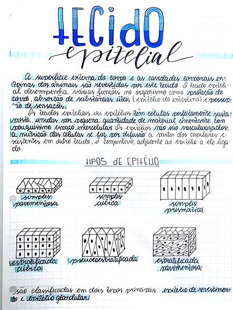 MAPA MENTAL SOBRE TECIDO EPITELIAL Maps4Study