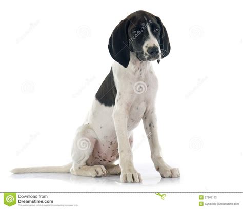 Puppy Braque d Auvergne stock image. Image of poitevin - 57265163