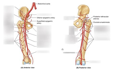 Medial Circumflex Femoral Artery Branches