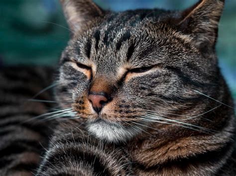 Retrato De Un Gato Rayado Con Ojos Amarillos Foto Premium