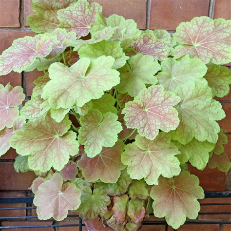 Purpurglöckchen Heuchera Hybriden