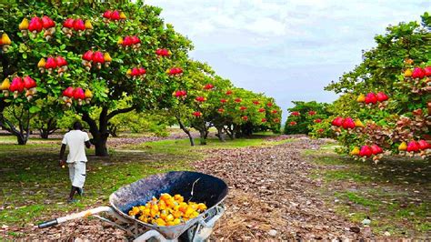 How Asian Farmer Harvesting Cashew Nuts And Processing In Modern