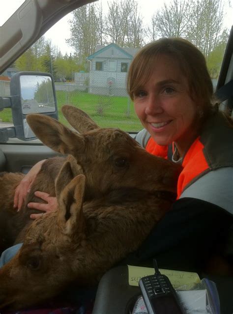 Jessy Coltrane with moose calves – Montana Chapter of The Wildlife Society