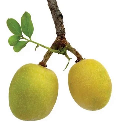 Marula Oil at Rs 850/kg | कॉस्मेटिक तेल in Gwalior | ID: 2850083041033