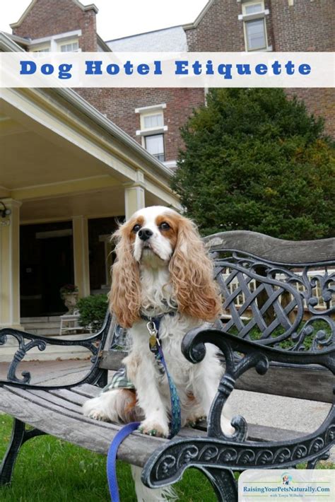 Dog Hotel Etiquette| Dog -Friendly Hotel Stays and Rules