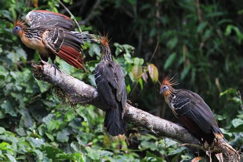 Amazon Rainforest Herbivores | Photos & Info | Thinkjungle.com