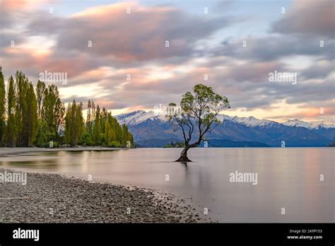 lone tree  wanaka  zealand stock photo alamy