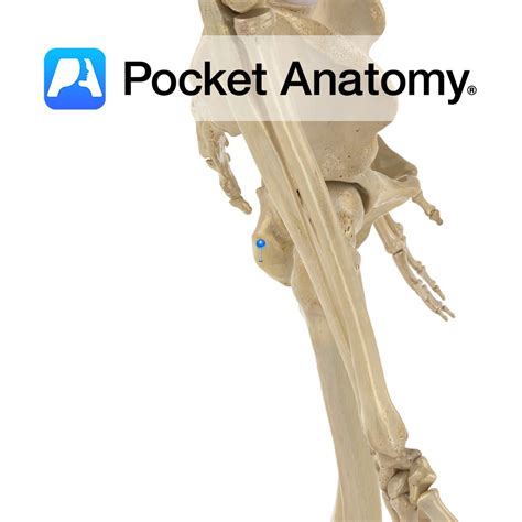 Ischium - ischial tuberosity - Pocket Anatomy