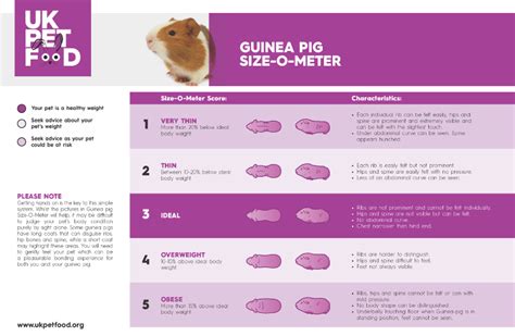 Guinea Pig Size-O-Meter | UK Pet Food