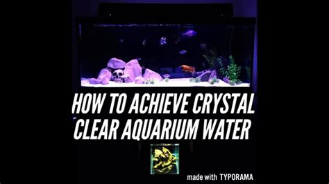 How To Achieve Clear Aquarium Water Tips And Tricks For Crystal Clear