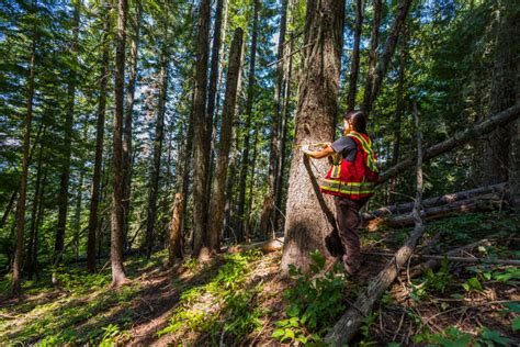 Softwood Lumber Mills Sustain American Forests - U.S. Lumber Coalition