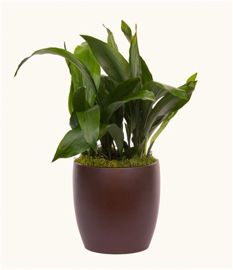 Aspidistra Green 2' - accessplants