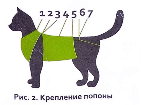 Схема надевания послеоперационной попоны - КОРВЕТЦЕНТР — Мы видим ...