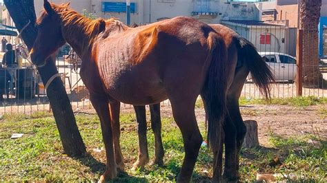 Secuestraron Una Tropilla De Equinos Que Se Encontraban Sobre Ruta