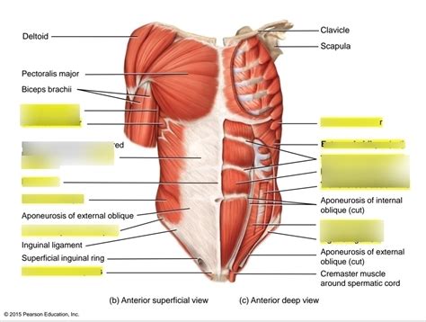 Ch 11 Muscle Cont Diagram Quizlet