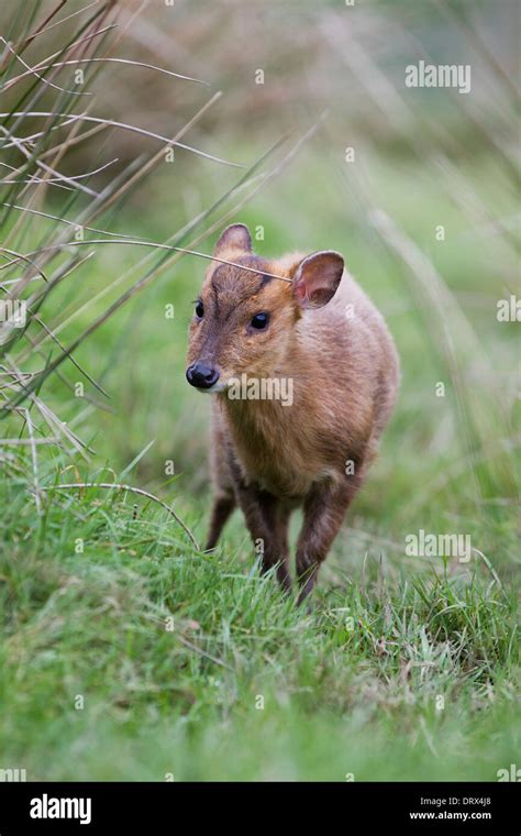 Muntjac Deer Muntiacus Reevesi Cornwall Uk Stock Photo Alamy