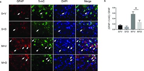 Decitabine Treatment Reduces Dna Methylation In Astrocytes A The