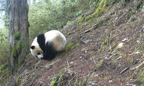 WWF: Elusive Giant Pandas Photographed in China | Press Releases | WWF