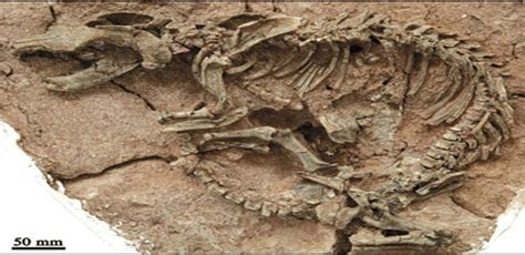 Million Year Old Dinosaur Fossils Found In Mexico