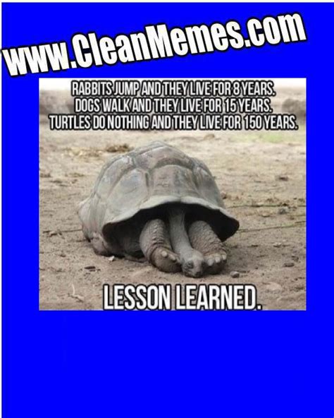 Turtle Lessons – Clean Memes