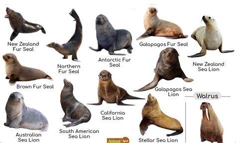 Sea Lions And Fur Seals Characteristic Behavior Senses Diving