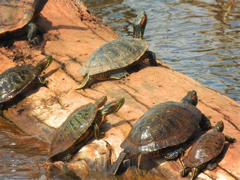 Two headed turtle : r/confusing_perspective