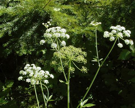 Western Water Hemlock (Cicuta douglasii) - Tualatin Soil and Water ...