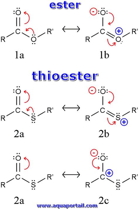 Thioester Définition Et Explications Aquaportail