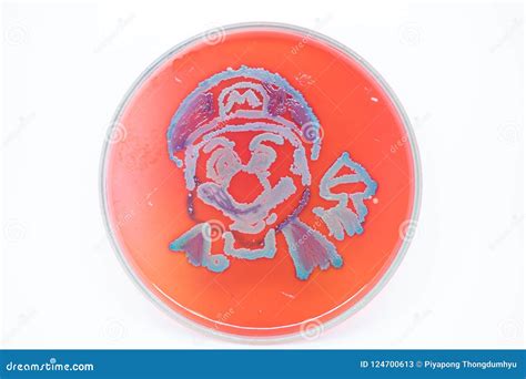 Lactobacillus Bulgaricus Colony Morphology