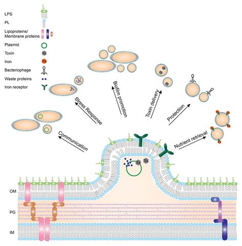 Frontiers Outer Membrane Vesicle Induction And Isolation For Vaccine