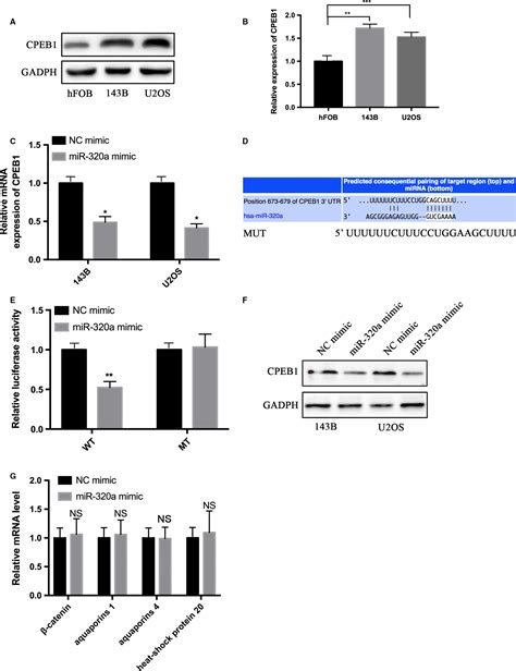 Microrna‐320a Inhibits Invasion And Metastasis In Osteosarcoma By