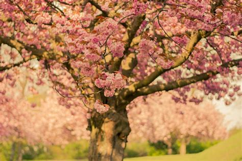 Cherry Blossom Tree in Close-up Photo · Free Stock Photo