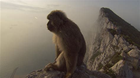 Seeking peace between Gibraltar's famed monkeys and human visitors ...