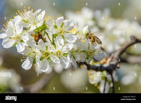 Honey bee on a blooming flower - Honey bee pollination Stock Photo - Alamy