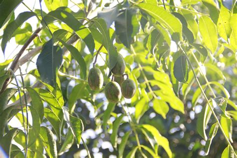 fruit arbre feuilles photo gratuite sur pixabay pixabay