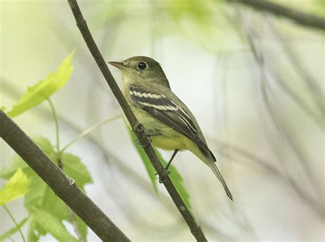 Yellow Bellied Flycatchers Lycobirds