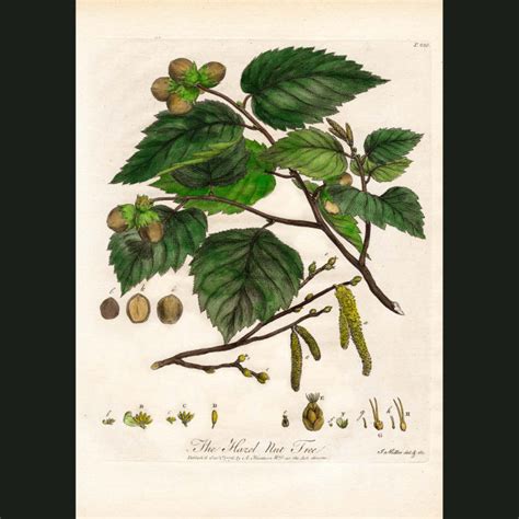 Hazelnut Plant Drawing