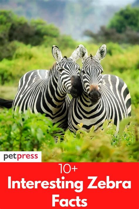 10+ Interesting Zebra Facts - Everything You Need to Know