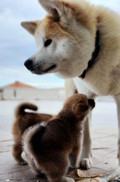 Vendita Cucciolo Da Privato A Fermo Cuccioli Akita Inu