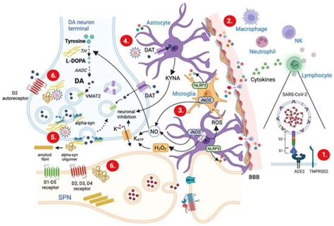 Ijms Free Full Text Dopamine Transmission Imbalance In