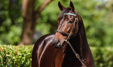 Three Group Race Sizzlers For Too Darn Hot Australia