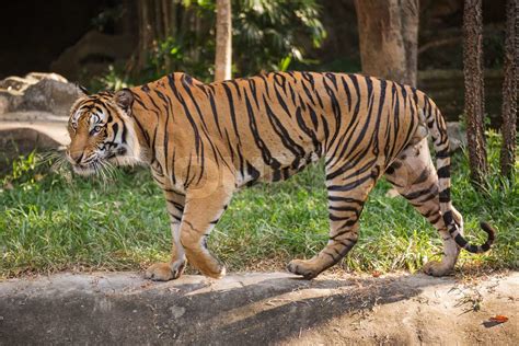 Bengal Tiger Walking Stock Image Colourbox